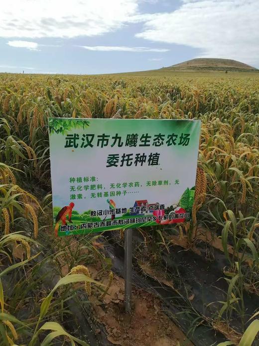 合作产品/有机方式种植  小米 全国大部分地区包邮 商品图1