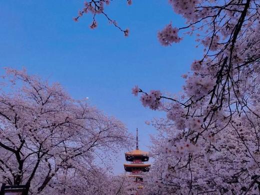 武汉“樱花之城”4天摄影团 商品图2
