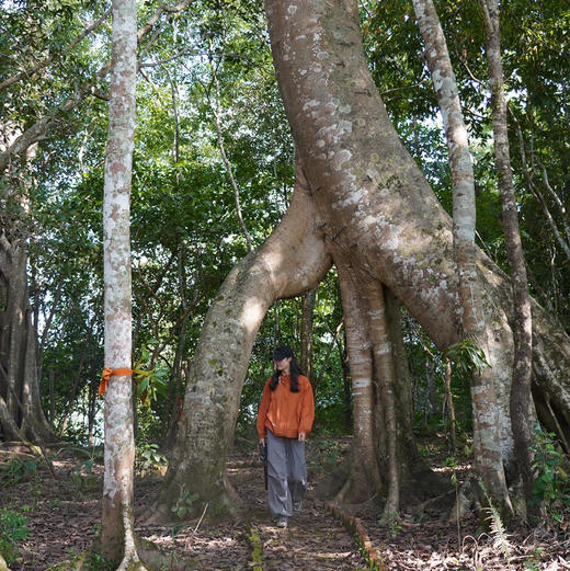 云南｜版纳秘境曼佤老寨2天1晚，曼佤老寨/章朗秘境/雨林溪谷瀑布徒步/独树成林/布朗民俗体验/日出云海/千年古寨佛寺！独家小众深度探索！ 商品图10