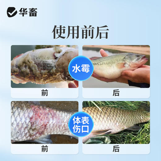 华畜复方五倍子水产专用白毛水霉病鱼塘出血烂鳃止血收敛腐皮烂身 商品图3