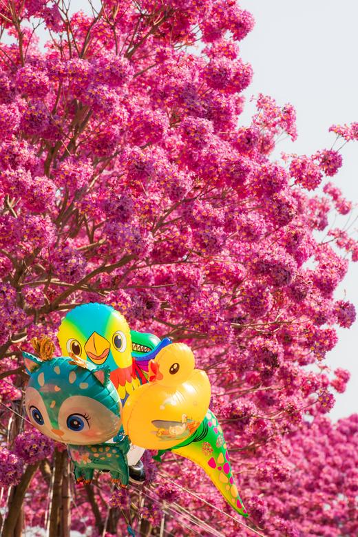 12月29日，特惠88元【江门紫花风铃】花海1天行摄 商品图1