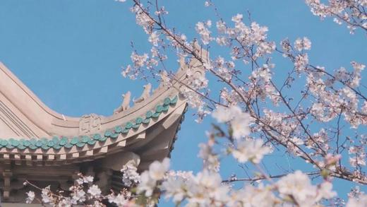 武汉“樱花之城”4天摄影团 商品图3