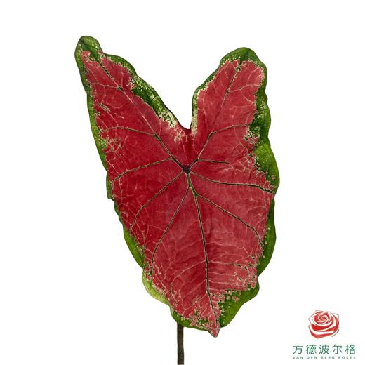 彩叶芋 2枝一扎 商品图4
