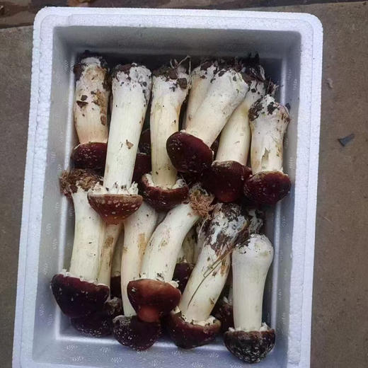 成都赤松茸 商品图5