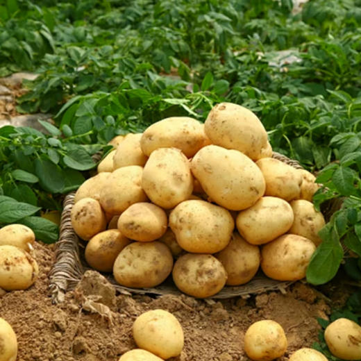 新土豆【约950g—1000g】 商品图1