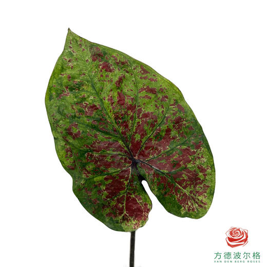 彩叶芋 2枝一扎 商品图3