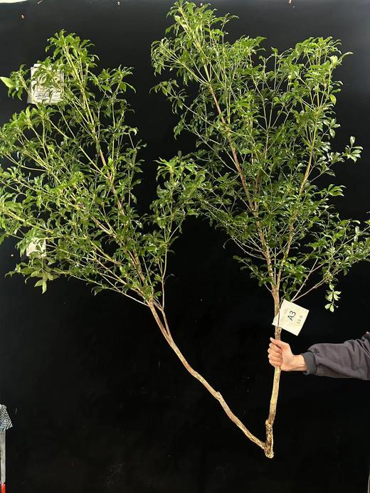 日本进口网红植物马醉木 商品图7