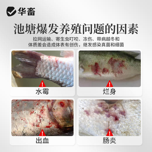 华畜复方五倍子水产专用白毛水霉病鱼塘出血烂鳃止血收敛腐皮烂身 商品图1