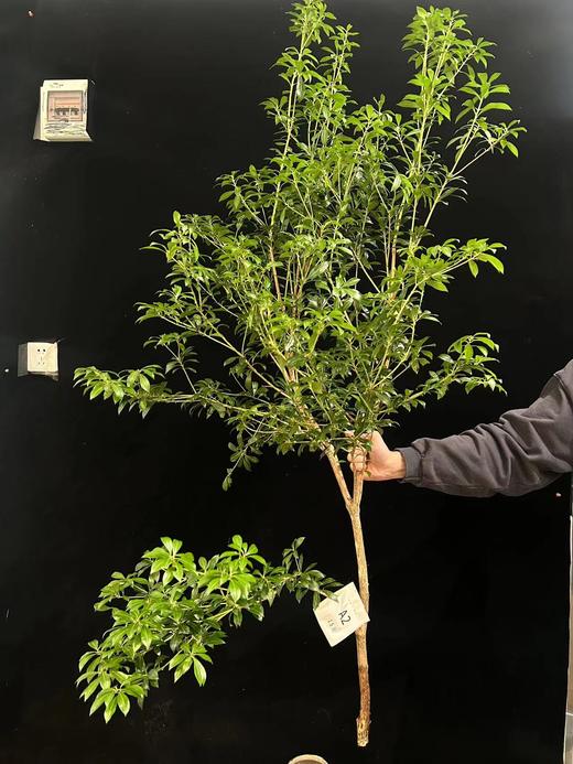 日本进口网红植物马醉木 商品图6