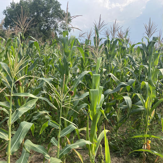 生态粘豆包（无糖） 商品图10