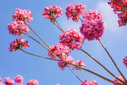 12月29日，特惠88元【江门紫花风铃】花海1天行摄 商品图3