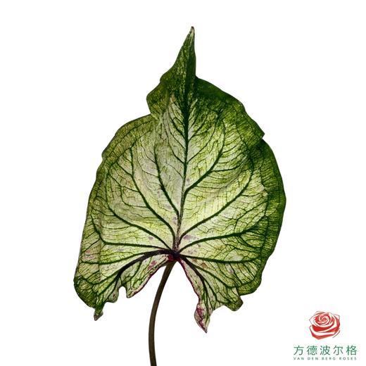 彩叶芋 2枝一扎 商品图1