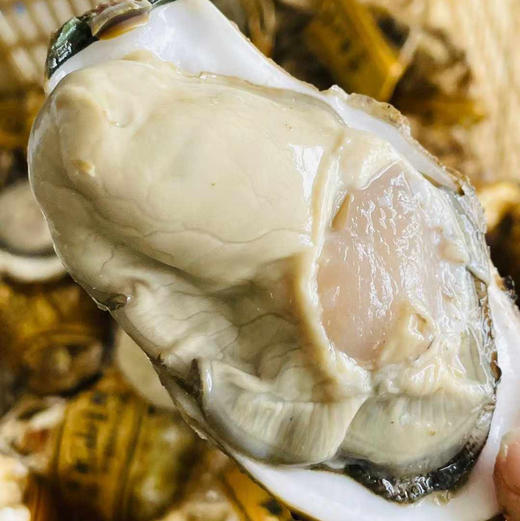 乳山生蚝5斤装顺丰快递包邮下单从山东发货 商品图0