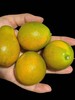 蜜蛋金柑  改良品种 当之无愧千里挑一 脆嫩多汁 皮软软肉甜甜 润嗓又刮油！ 商品缩略图2
