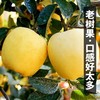 维纳斯苹果约2斤 商品缩略图3