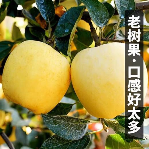 维纳斯苹果约2斤 商品图3