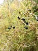 野生黑枸杞礼盒100g 商品缩略图4