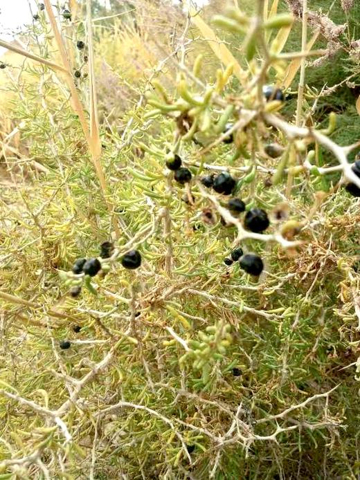 野生黑枸杞礼盒100g 商品图4