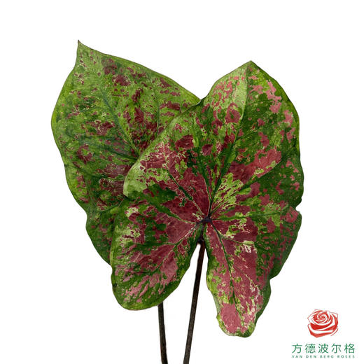 彩叶芋 2枝一扎 商品图0