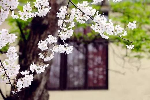 武汉“樱花之城”4天摄影团 商品图1