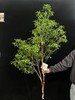 日本进口网红植物马醉木 商品缩略图5