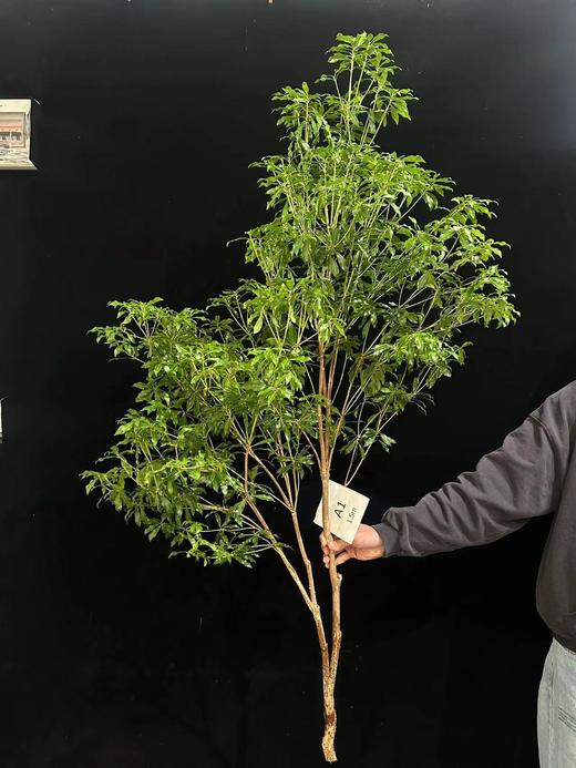 日本进口网红植物马醉木 商品图5