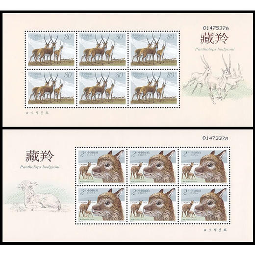 《藏羚羊》特种邮票 2003-12 商品图1