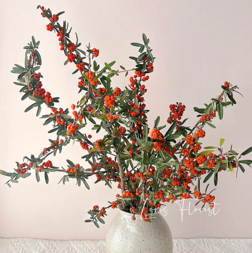 【AB级火把果】一扎约2-3支/份 长约60-65cm（颜色自选） 商品图3