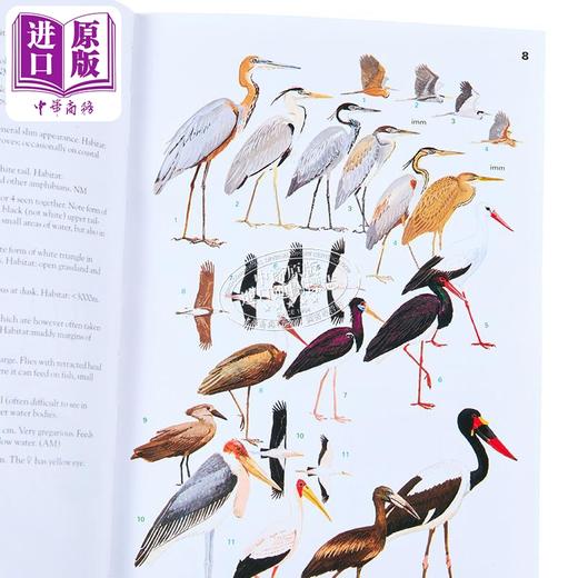 【中商原版】普林斯顿鸟类插图清单 东非鸟类 更新 英文原版 Birds of Eastern Africa Updated Ber Van Perlo 商品图2