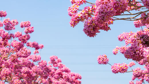 12月29日，特惠88元【江门紫花风铃】花海1天行摄 商品图0