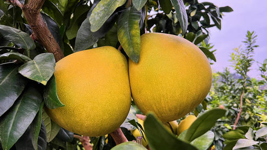 酉阳高山生态蜜柚4个/箱约12斤 商品图1