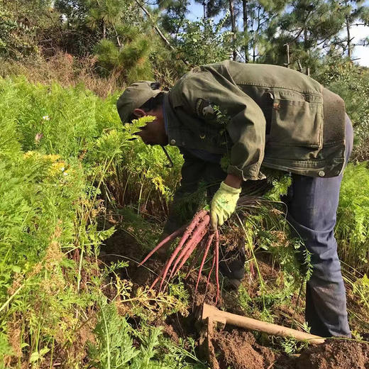 【2025新上市】云南高原脆爽有机紫胡萝卜 清甜脆口3斤装 商品图6
