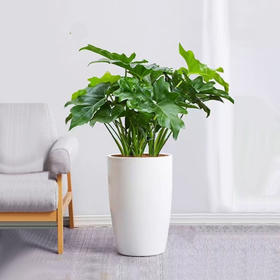 甄选绿植——春雨