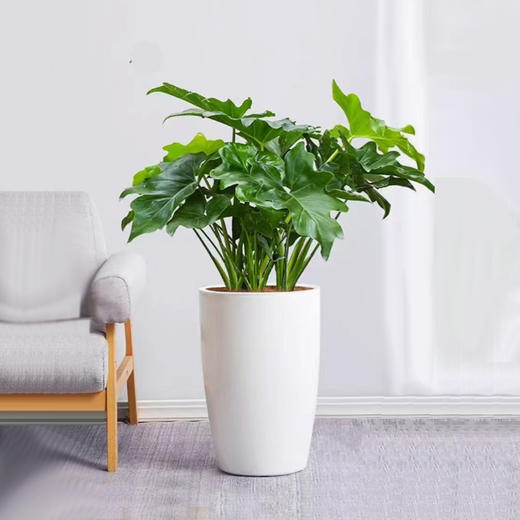 甄选绿植——春雨 商品图0