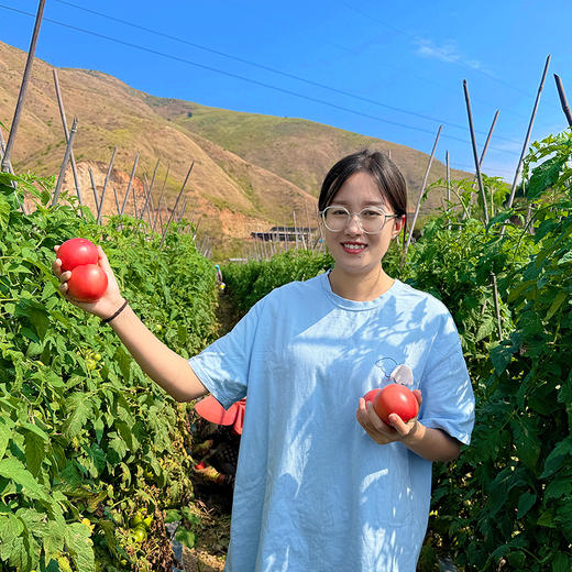 特惠活动『攀枝花露天沙瓤番茄』自有番茄园，沙瓤细腻，果肉肥厚 商品图7