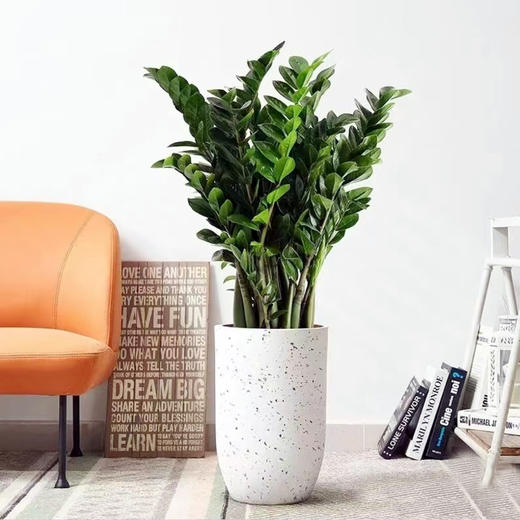 甄选绿植——金钱树 商品图0