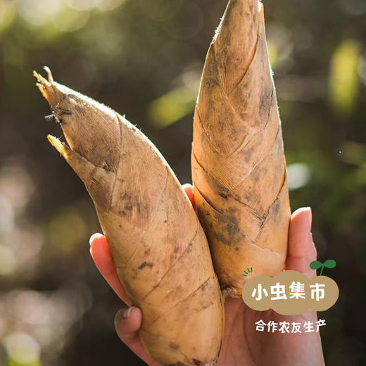 黄山野毛竹笋（冬笋）5斤 | 合作农友生产，产自安徽黄山，生产者：许学超 *【公平贸易农人定价】 商品图1
