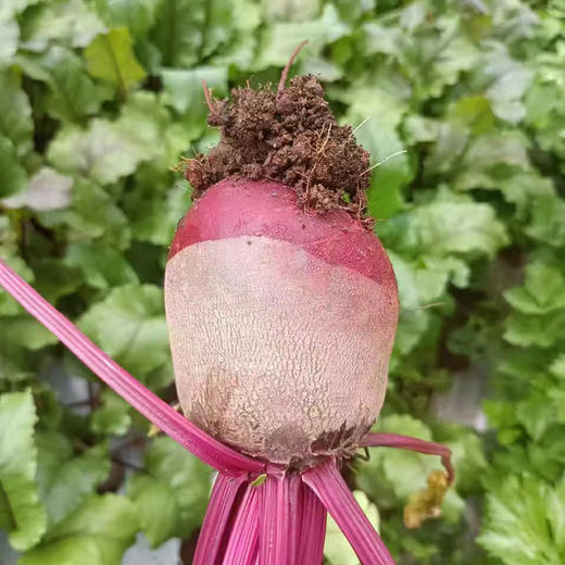 云南新鲜有机红甜菜根 榨汁生吃菜头顺丰发货5斤装 商品图4