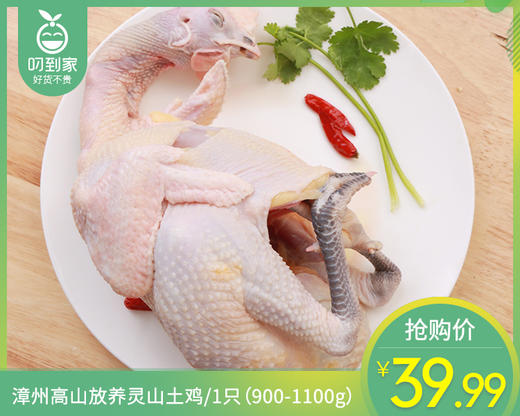 漳州高山放养灵山土鸡/1只（900-1100g） 商品图0