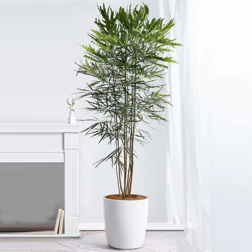 甄选绿植——孔雀木 商品图0