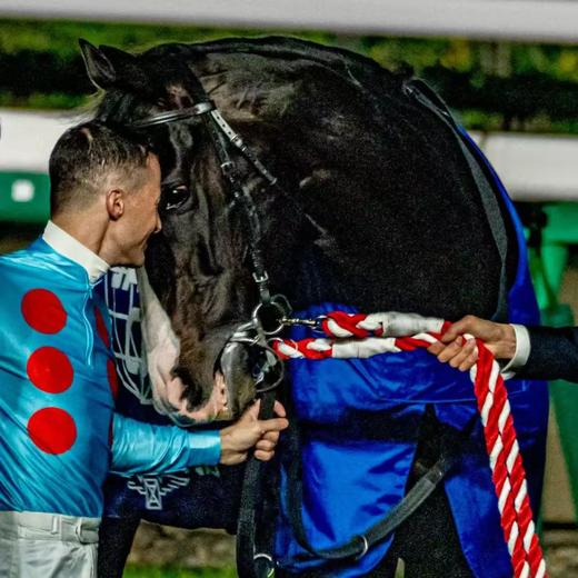 [日本原装进口限量版]2023世界马王、日本马王“春秋分”玩偶DLM 商品图4