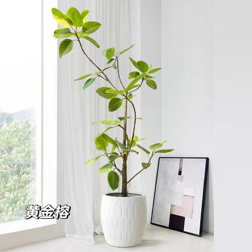 甄选绿植——黄金榕 商品图0