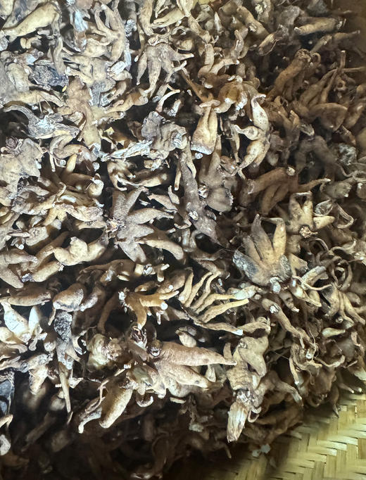 今年新出的西藏不老草，林芝野生手掌参干参 商品图6