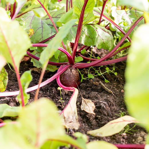 云南新鲜有机红甜菜根 榨汁生吃菜头顺丰发货5斤装 商品图3