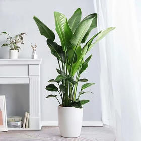 甄选绿植——天堂鸟