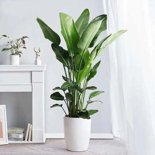 甄选绿植——天堂鸟 商品图0