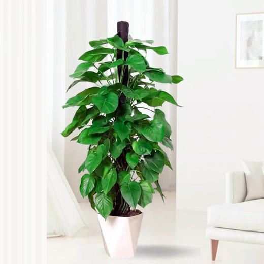 甄选绿植——绿萝柱 商品图0