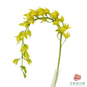 大花蕙兰 -天女散花1枝