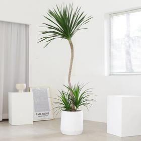 甄选绿植——龙血树