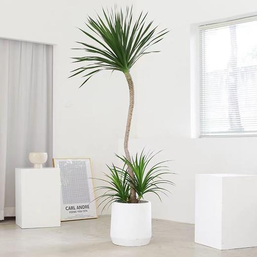 甄选绿植——龙血树 商品图0